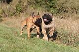 BULLMASTIFF 164